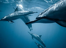 开云之光：让生活与梦想并轨